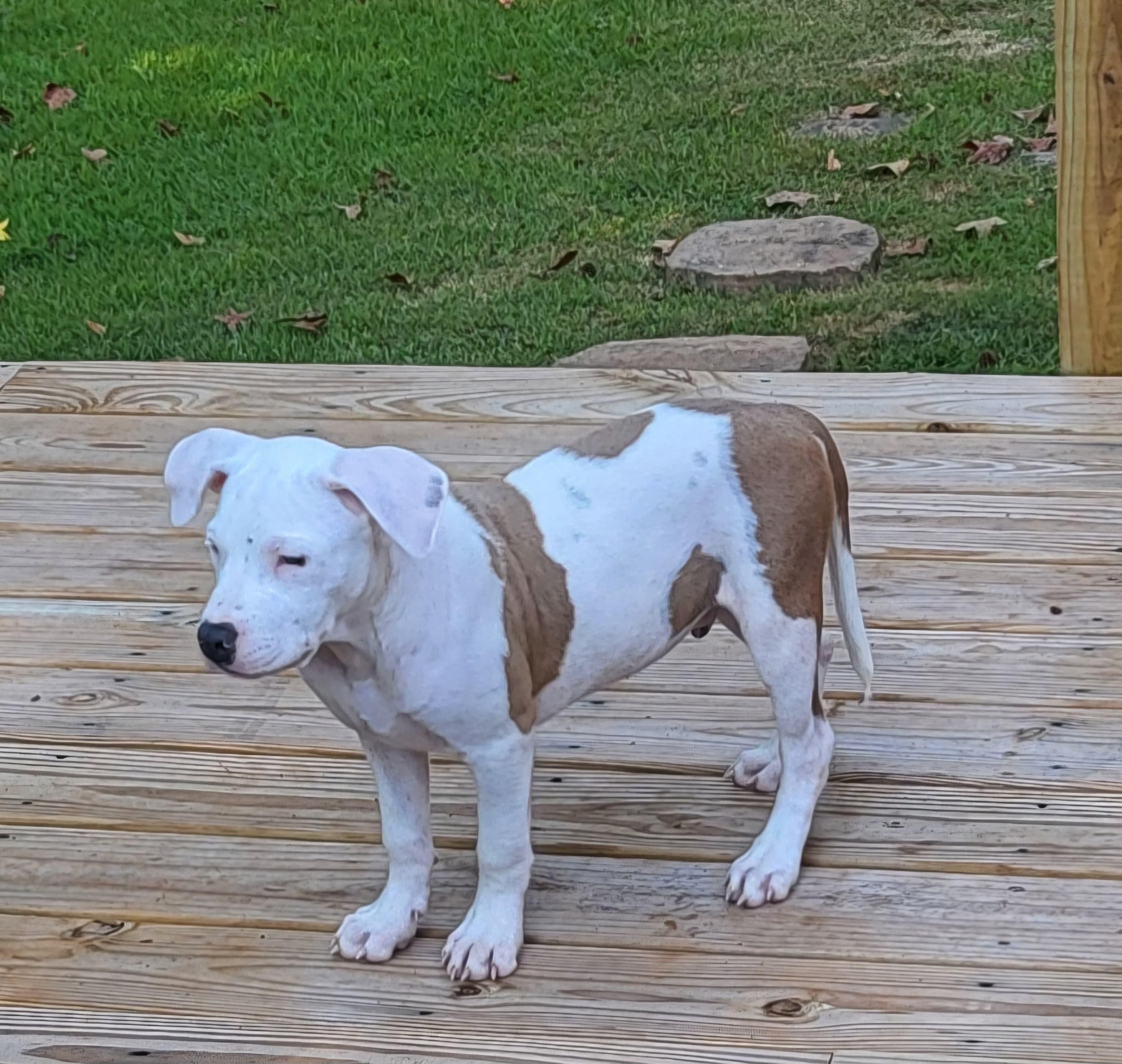 Enlarge Zeke, an adopted mixed breed in Atlanta, GA image 3/5