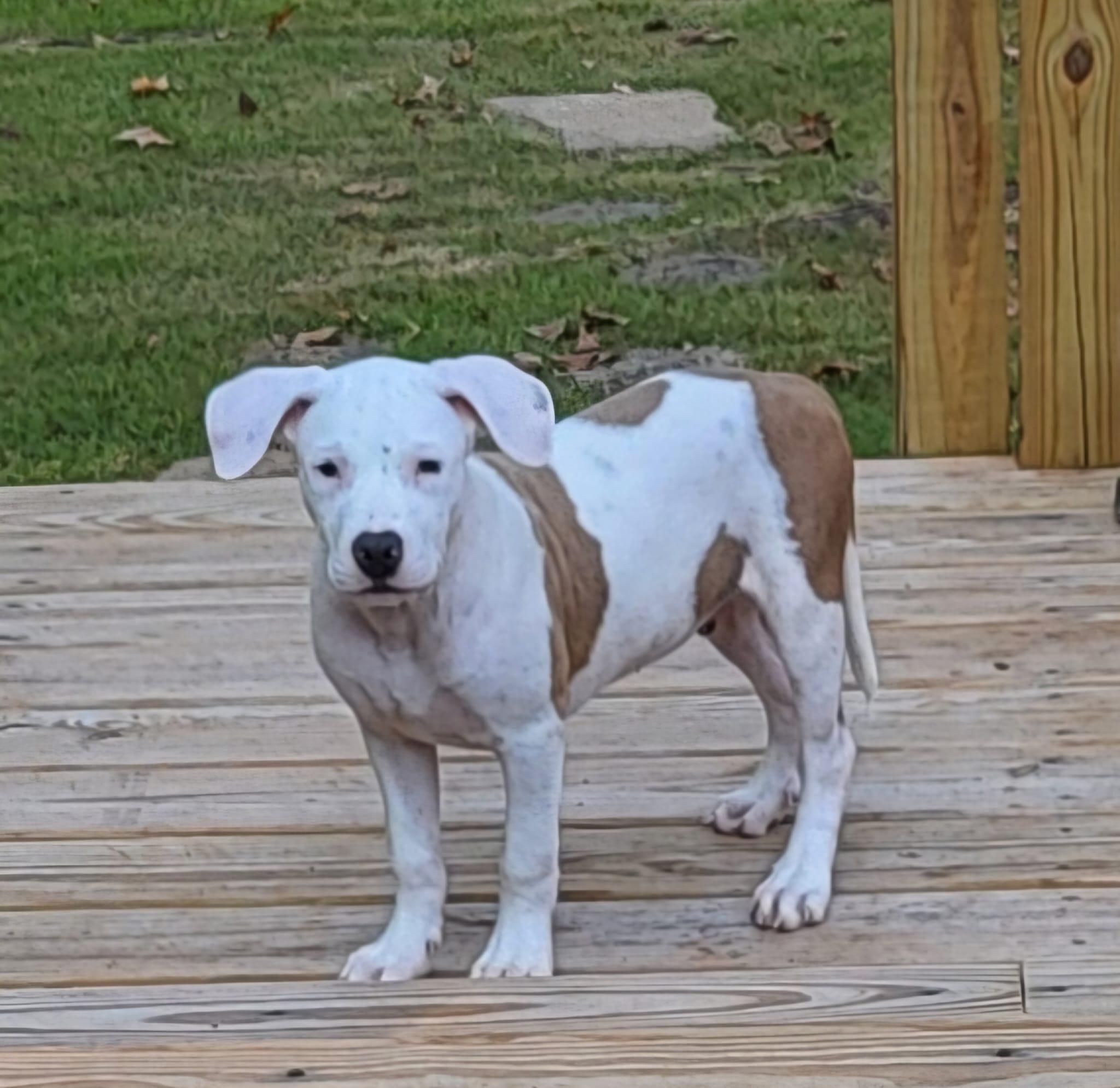 Enlarge Zeke, an adopted mixed breed in Atlanta, GA image 4/5