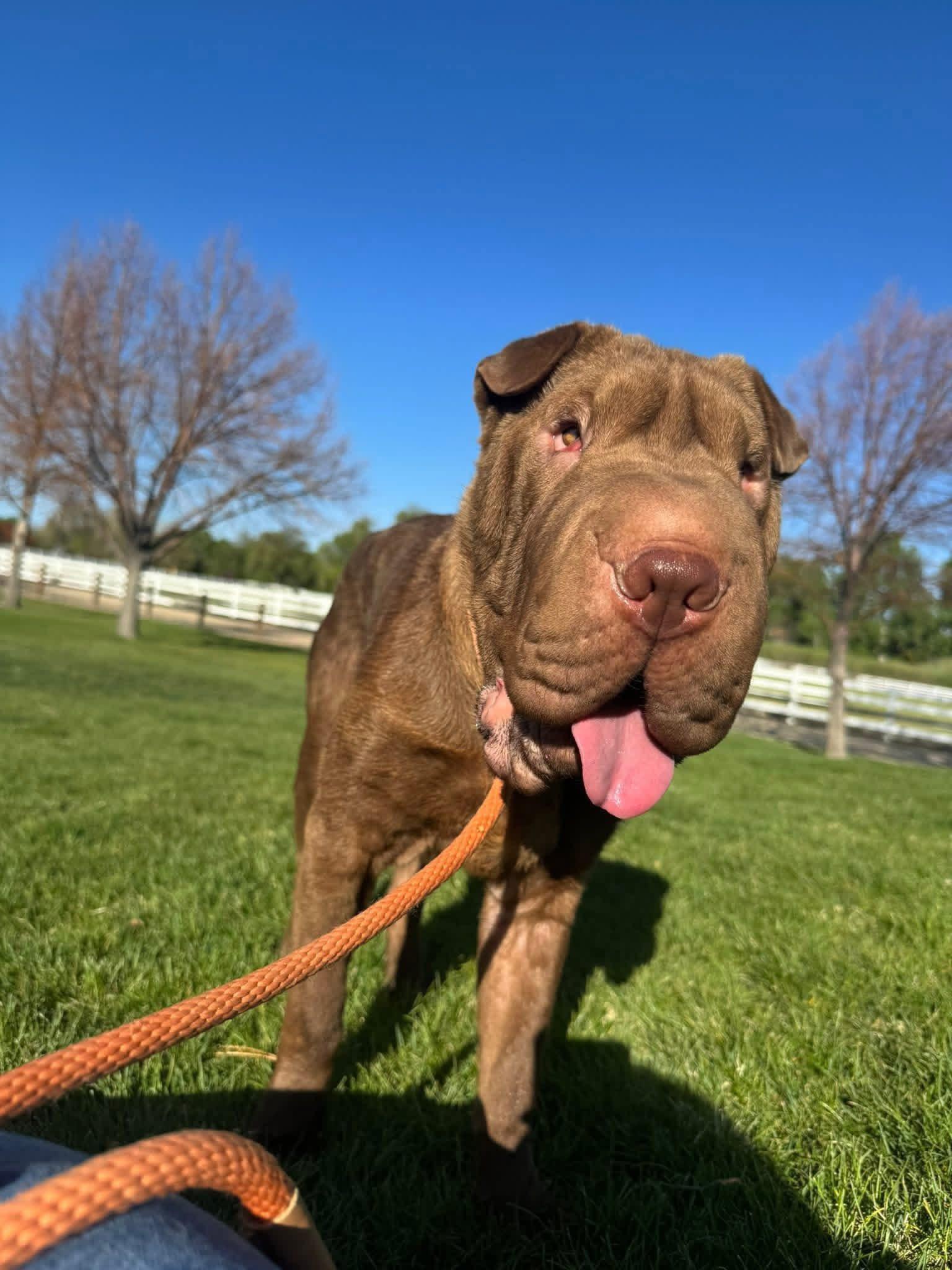 Churro, a Adoptable Shar-Pei in Reno, NV image 2/5