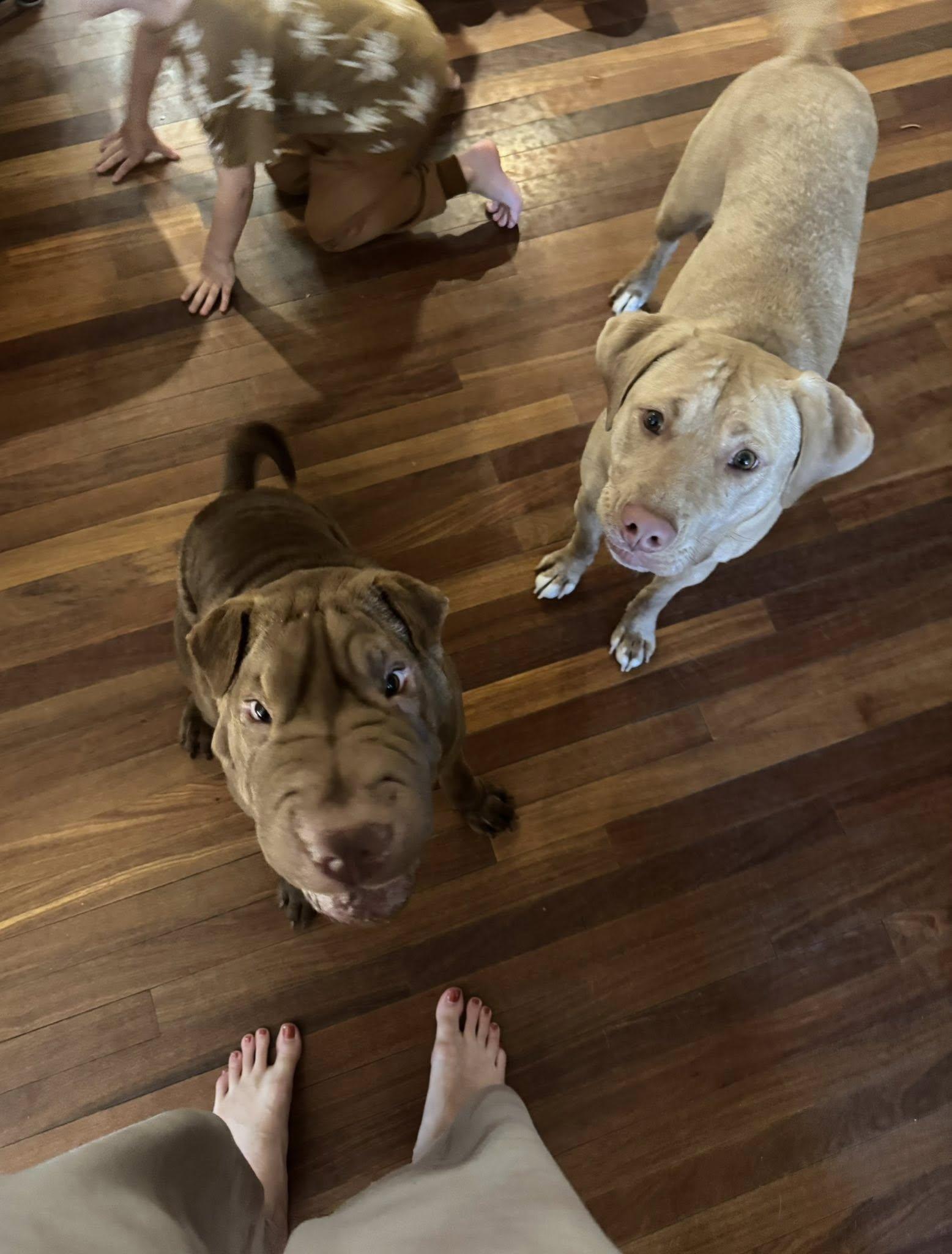 Churro, a Adoptable Shar-Pei in Reno, NV image 3/5