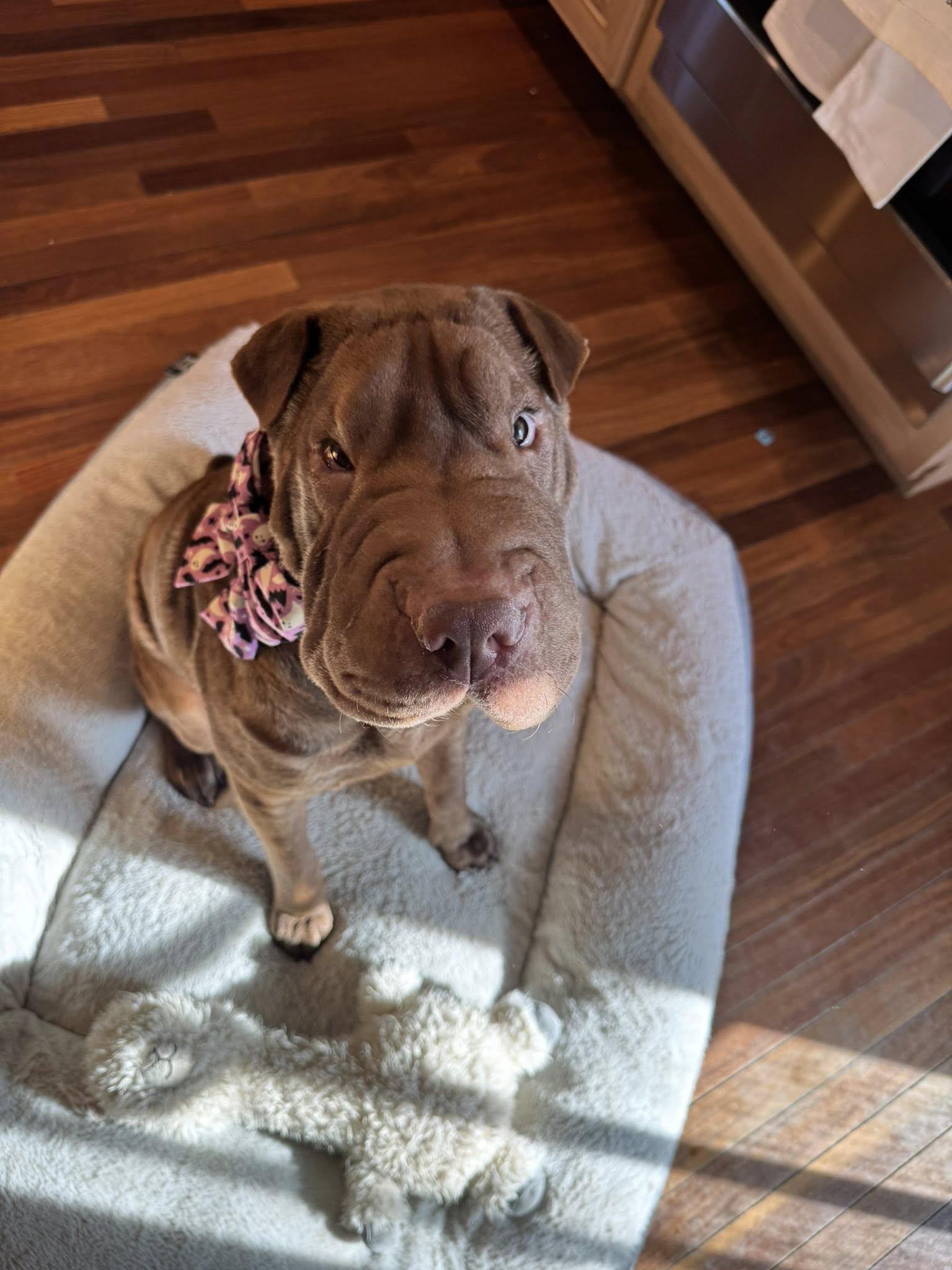 Churro, a Adoptable Shar-Pei in Reno, NV image 4/5