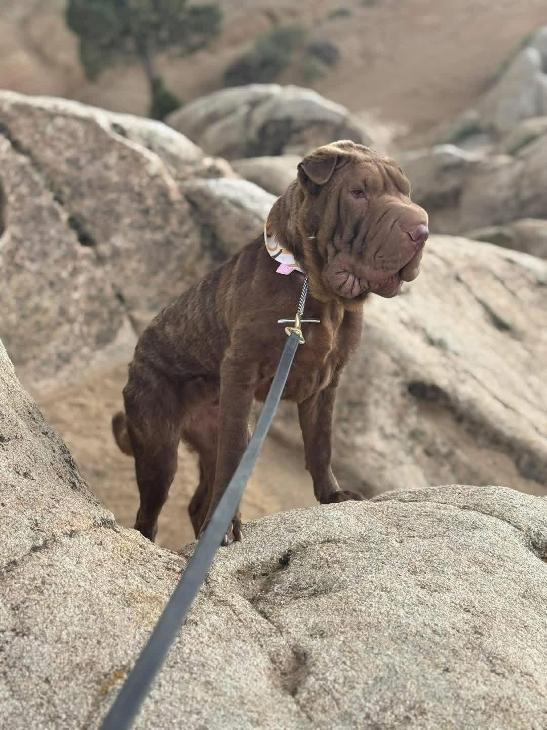 Churro, adopted, Young Male Shar-Pei.