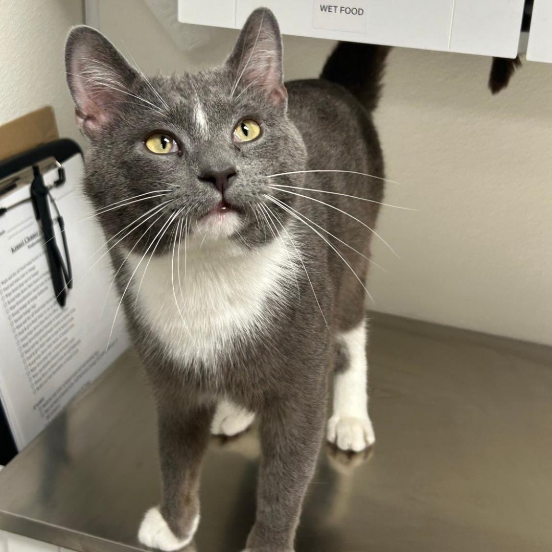 Shadow, ADOPTABLE, Adult Male Domestic Short Hair.