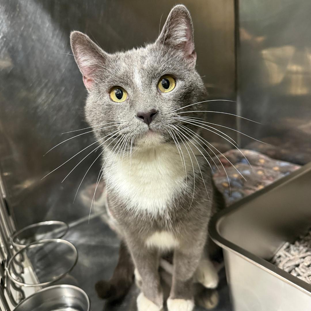 Shadow, a ADOPTABLE Domestic Short Hair in McKees Rocks, PA image 2/2