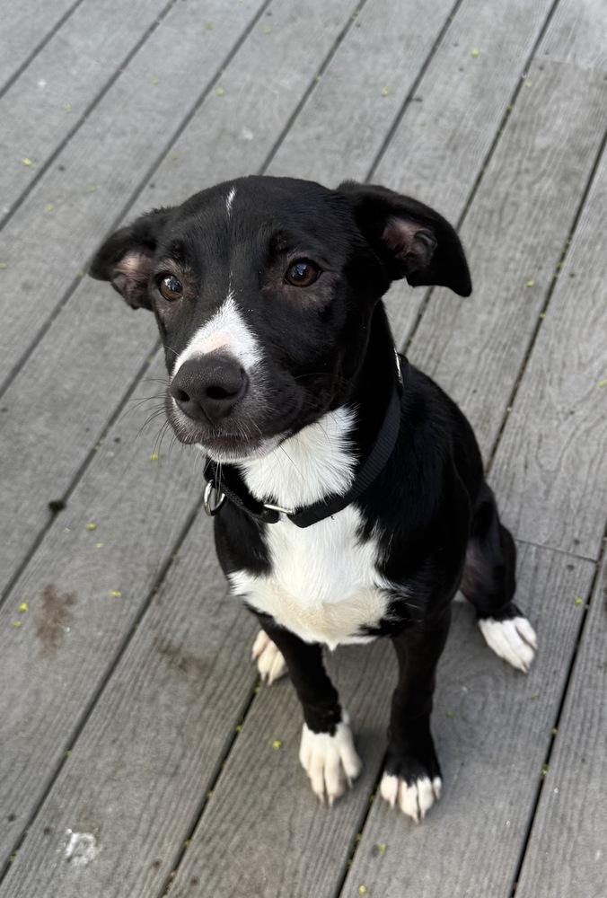 Enlarge Ramsey, a Adoptable mixed breed in Greenlawn, NY image 2/6