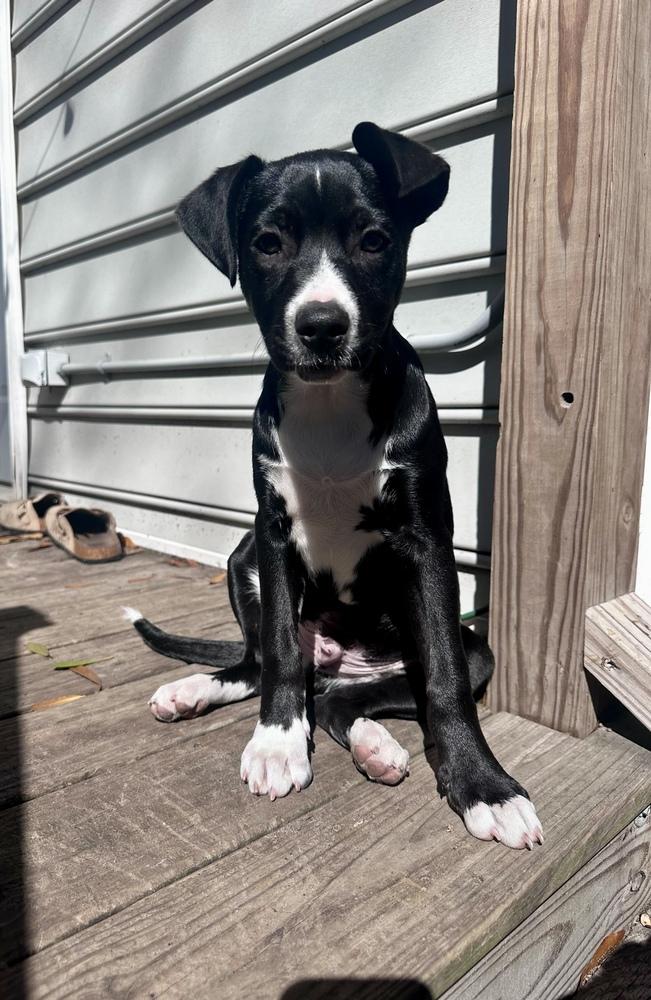 Enlarge Ramsey, a Adoptable mixed breed in Greenlawn, NY image 3/6