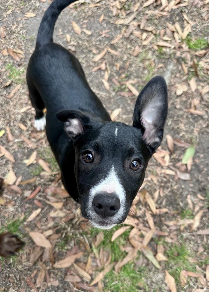 Enlarge Ramsey, a Adoptable mixed breed in Greenlawn, NY image 4/6