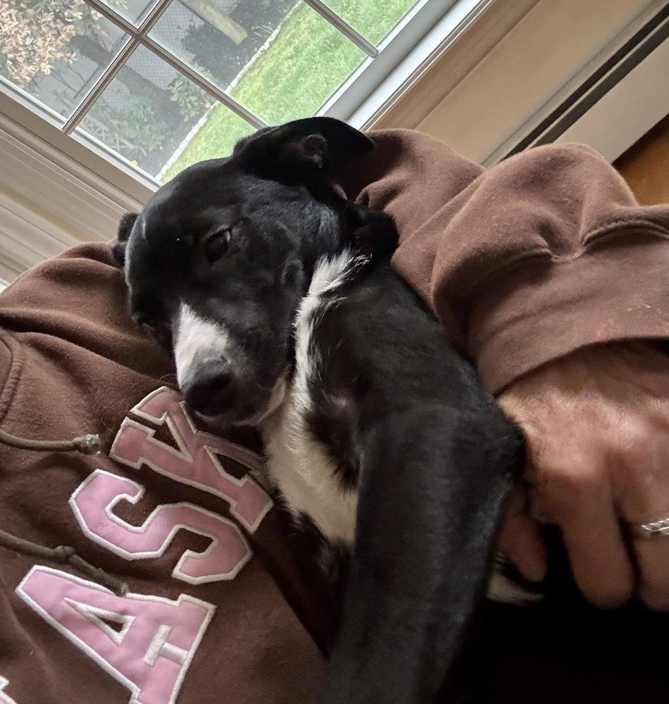 Enlarge Ramsey, a Adoptable mixed breed in Greenlawn, NY image 5/6