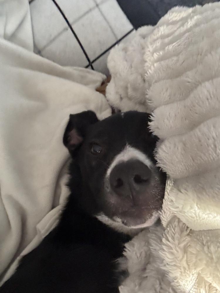 Enlarge Ramsey, a Adoptable mixed breed in Greenlawn, NY image 6/6