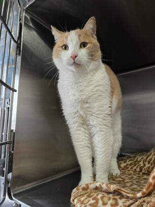 Enlarge Ringo, an adopted Domestic Short Hair in Prineville, OR image 1/1