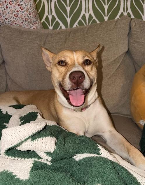 Enlarge Bonnie, a Adoptable Labrador Retriever in The Woodlands, TX image 1/3