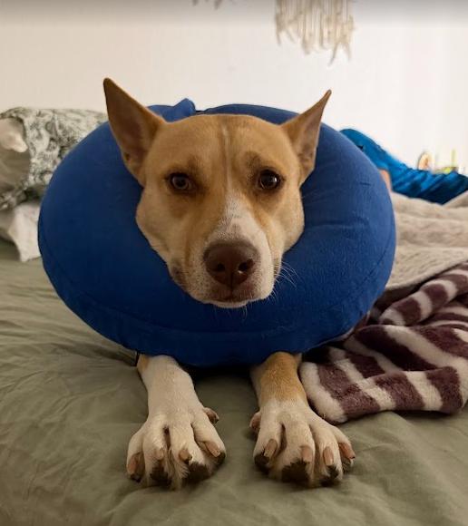 Enlarge Bonnie, a Adoptable Labrador Retriever in The Woodlands, TX image 2/3