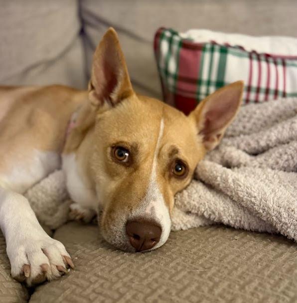 Enlarge Bonnie, a Adoptable Labrador Retriever in The Woodlands, TX image 3/3