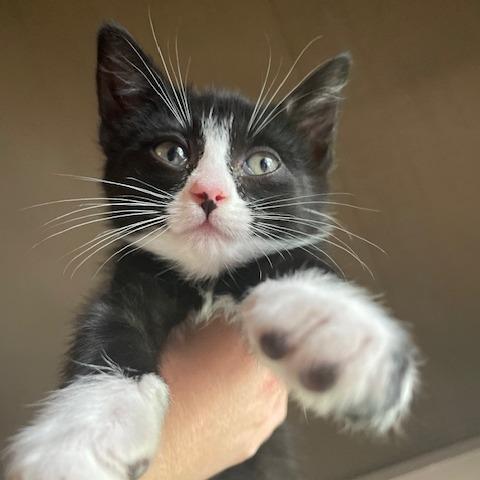 Cora, Adoptable, Young Female Domestic Short Hair.