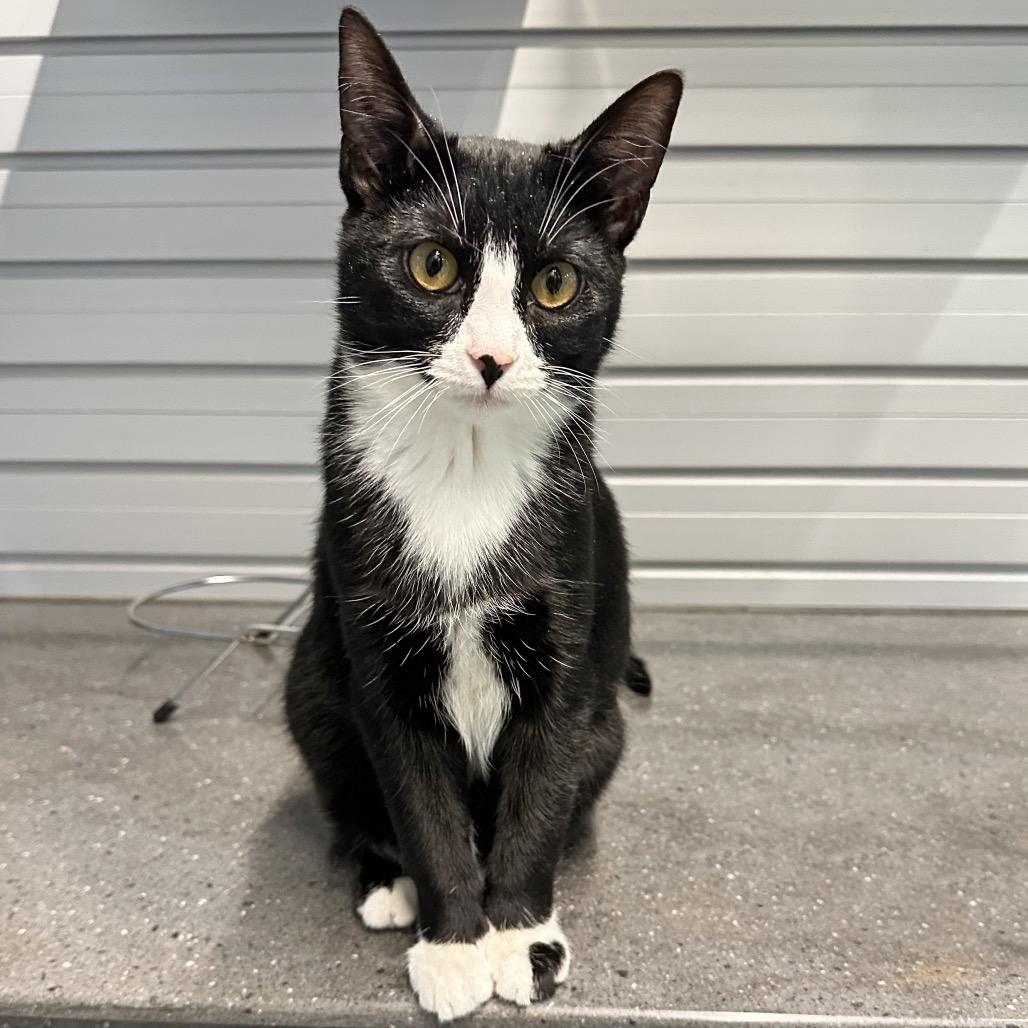 Cora, a Adoptable Domestic Short Hair in Cody, WY image 2/6