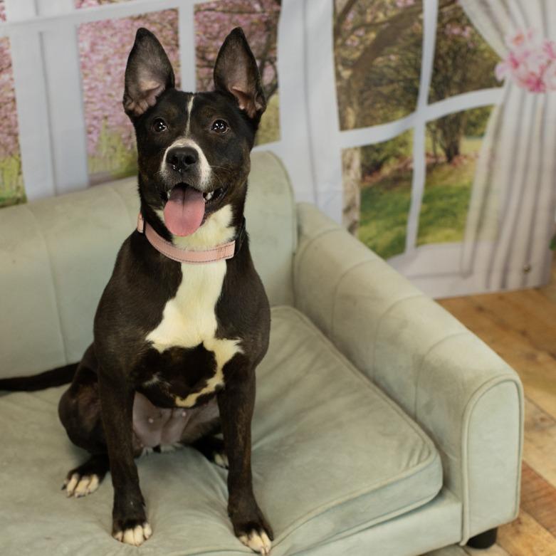 Enlarge Joy (Sponsored), a Adoptable mixed breed in East Saint Louis, IL image 4/6