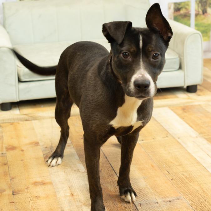 Enlarge Joy (Sponsored), a Adoptable mixed breed in East Saint Louis, IL image 6/6