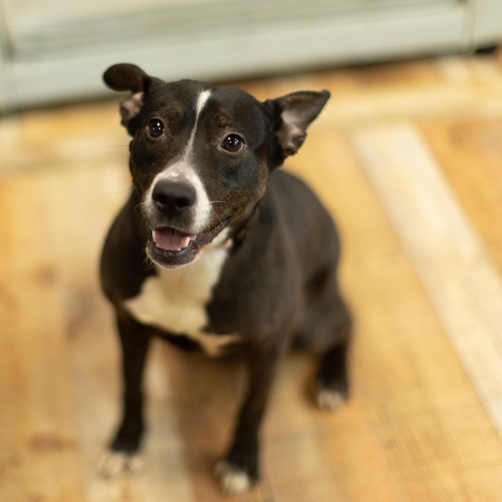 Joy (Sponsored), Adoptable, Adult Female Border Collie & Rat Terrier.