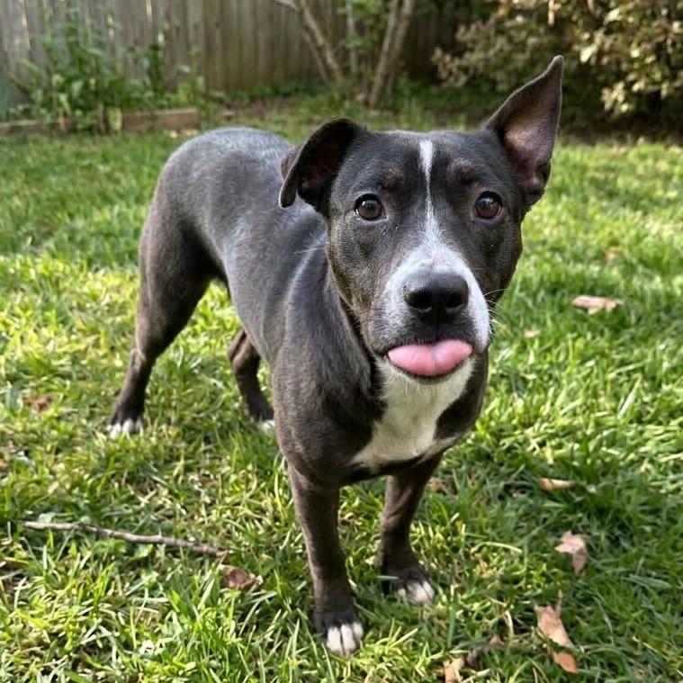 Enlarge Joy (Sponsored), a Adoptable mixed breed in East Saint Louis, IL image 5/6