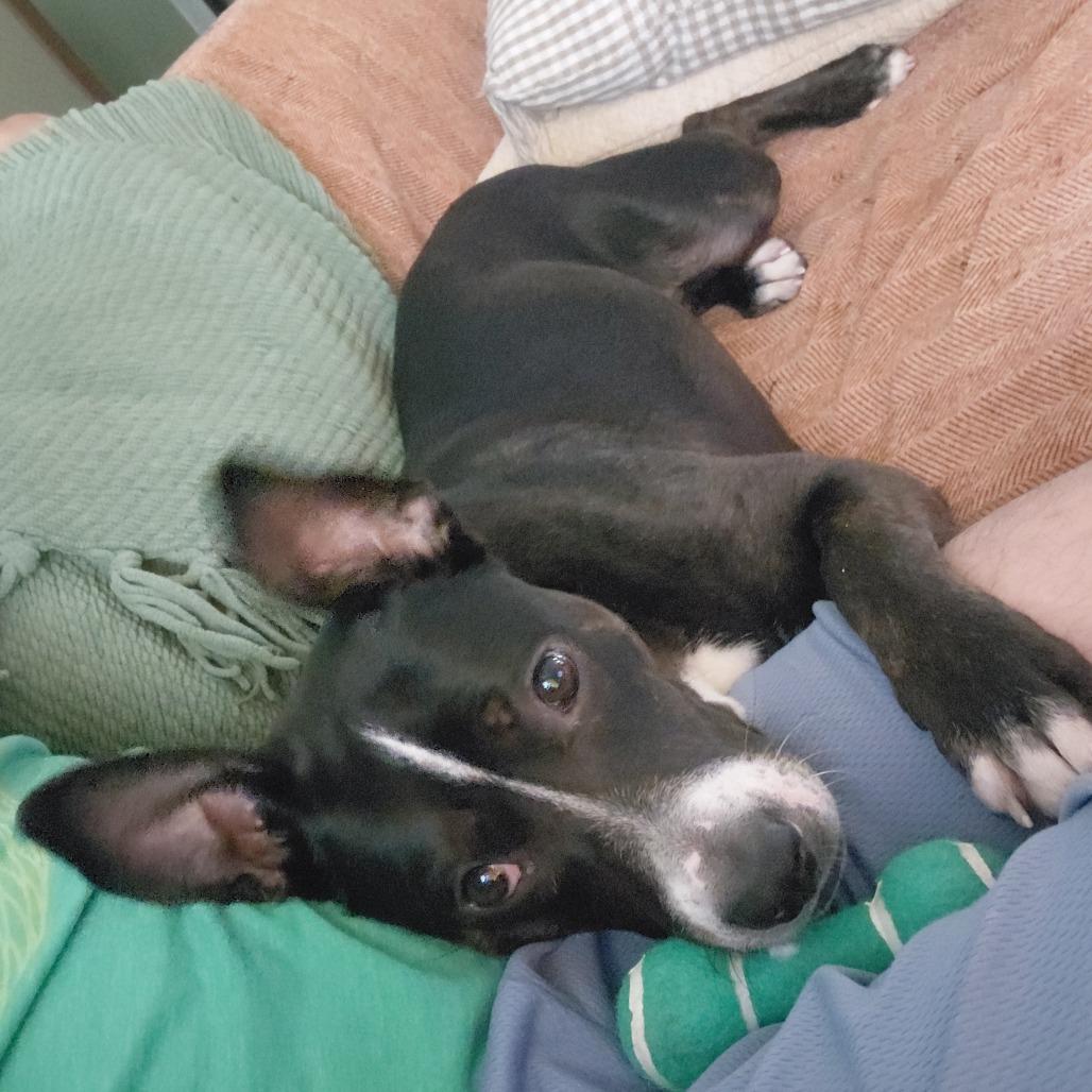Enlarge Joy (Sponsored), a Adoptable mixed breed in East Saint Louis, IL image 2/6