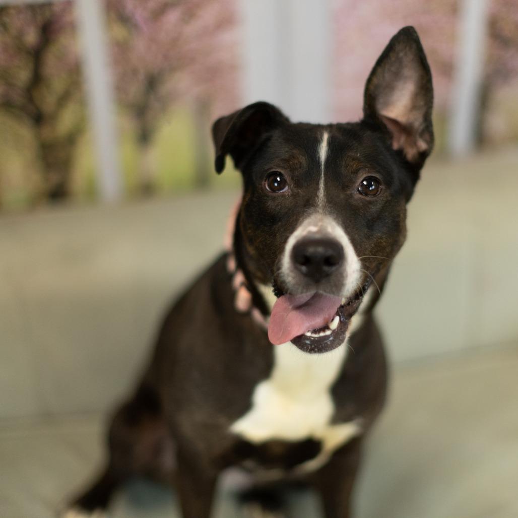 Enlarge Joy (Sponsored), a Adoptable mixed breed in East Saint Louis, IL image 3/6