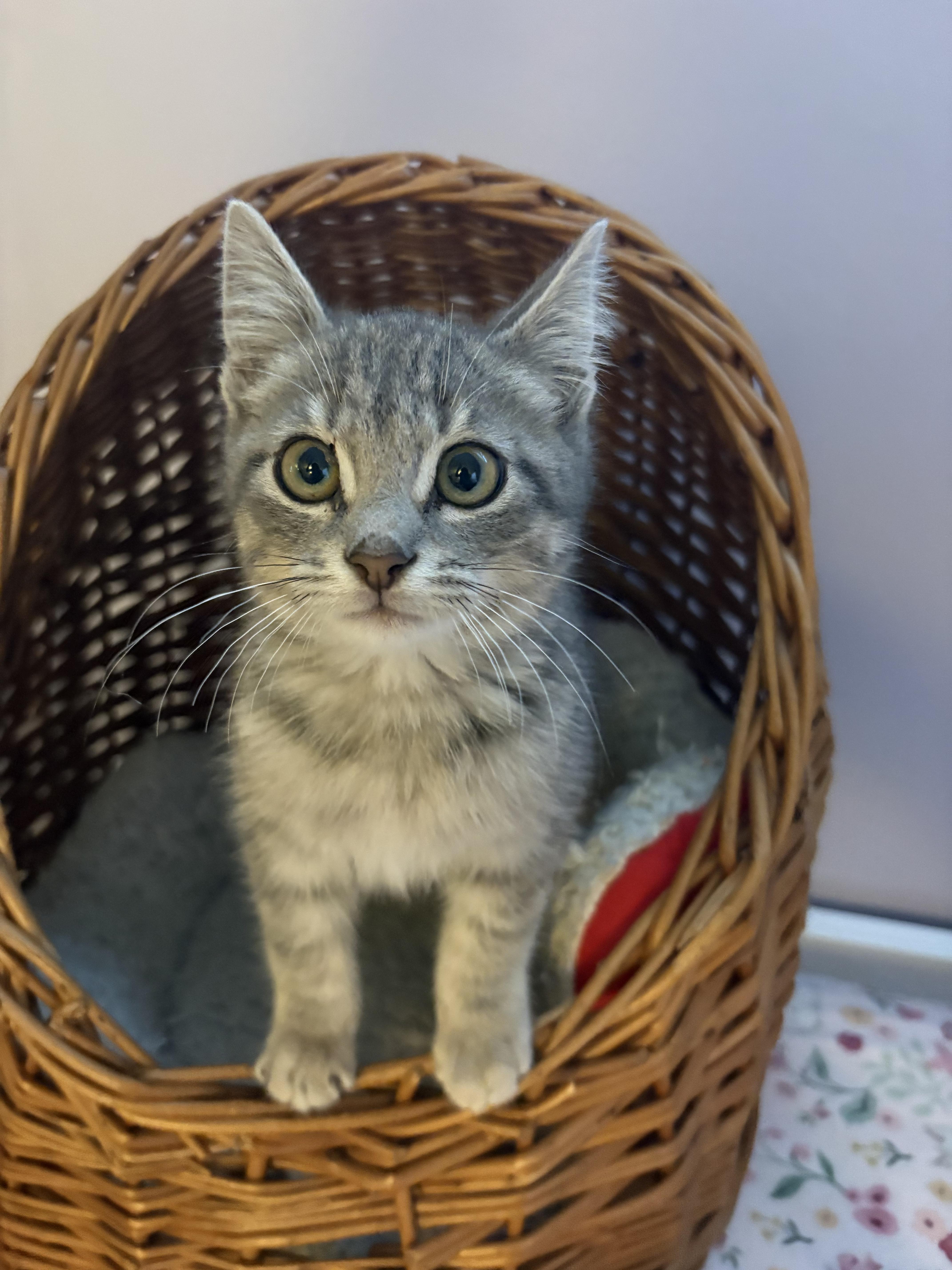 Cuddles, adopted, Kitten Female Domestic Short Hair.