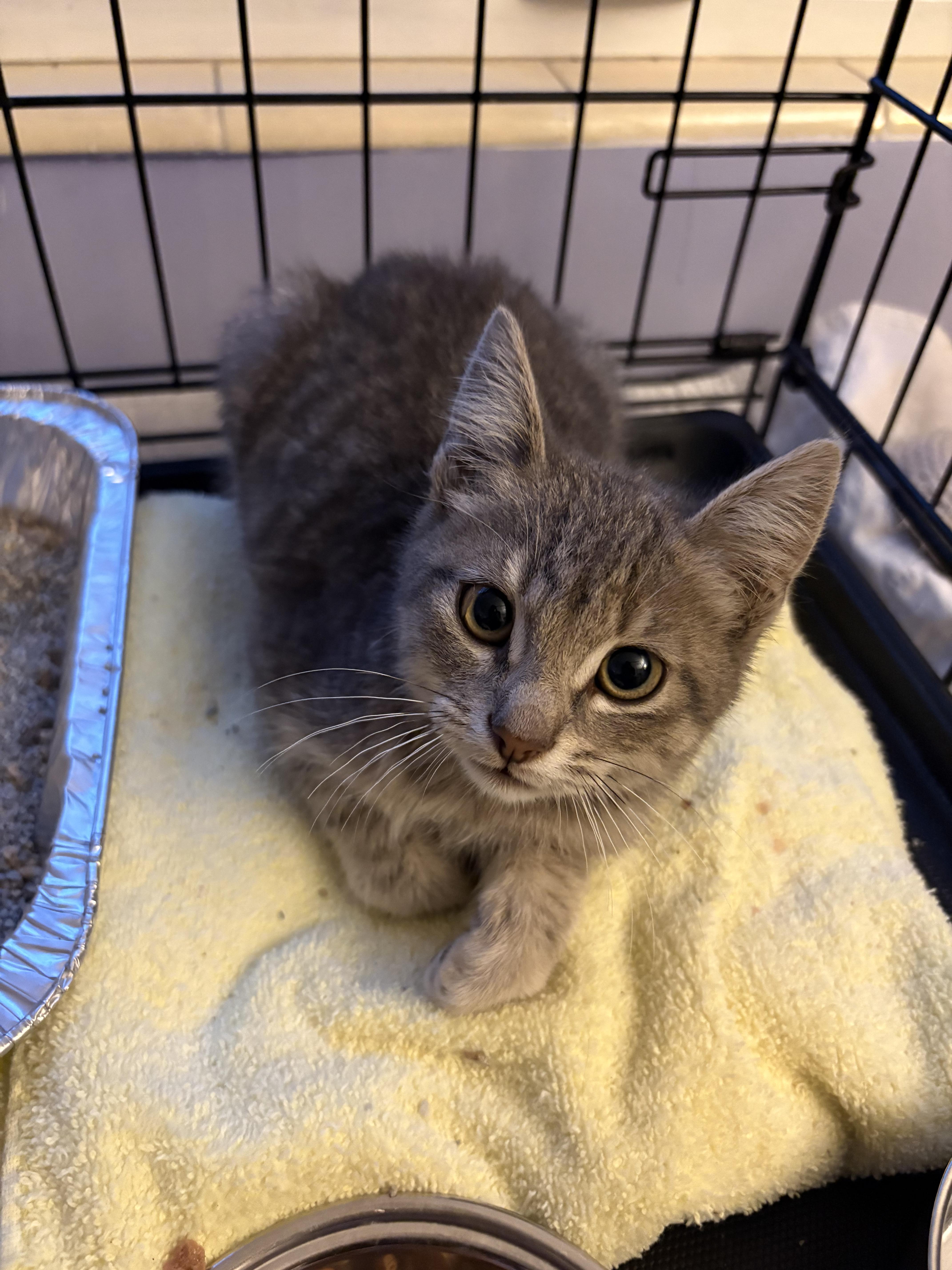 Enlarge Cuddles, an adopted Domestic Short Hair in Saint Pete Beach, FL image 4/4