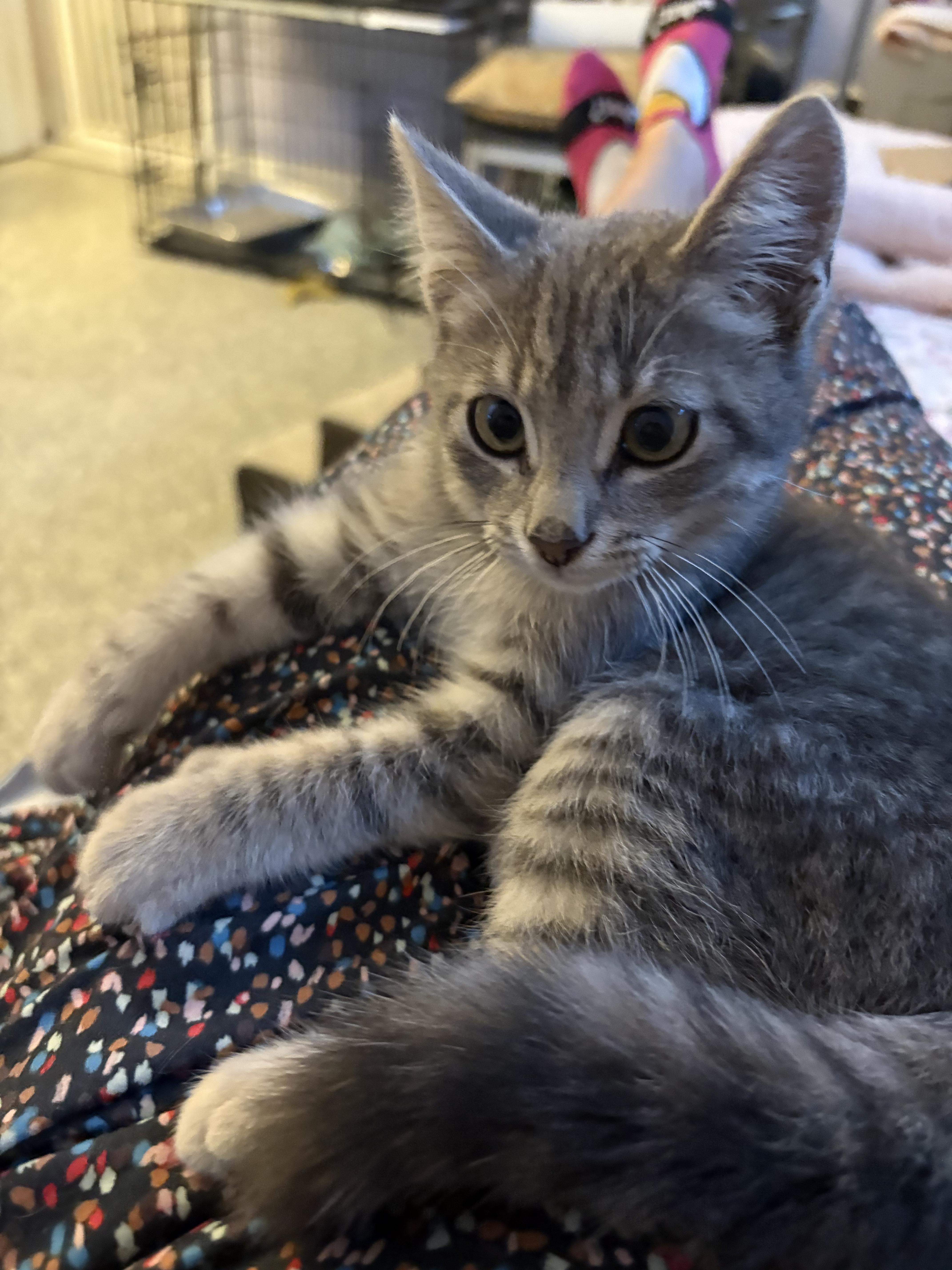 Enlarge Cuddles, an adopted Domestic Short Hair in Saint Pete Beach, FL image 3/4