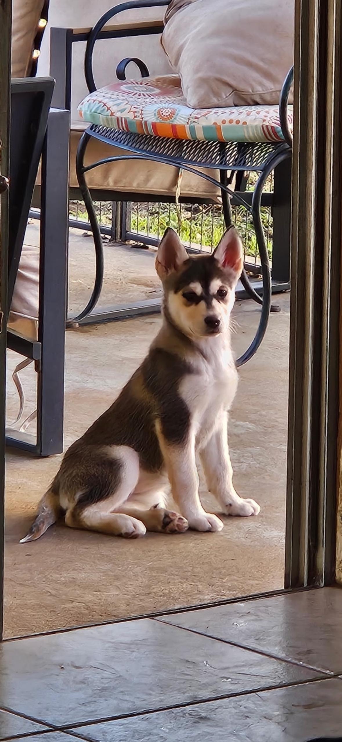 Enlarge Morgan, an adopted mixed breed in Grove city, OH image 3/5