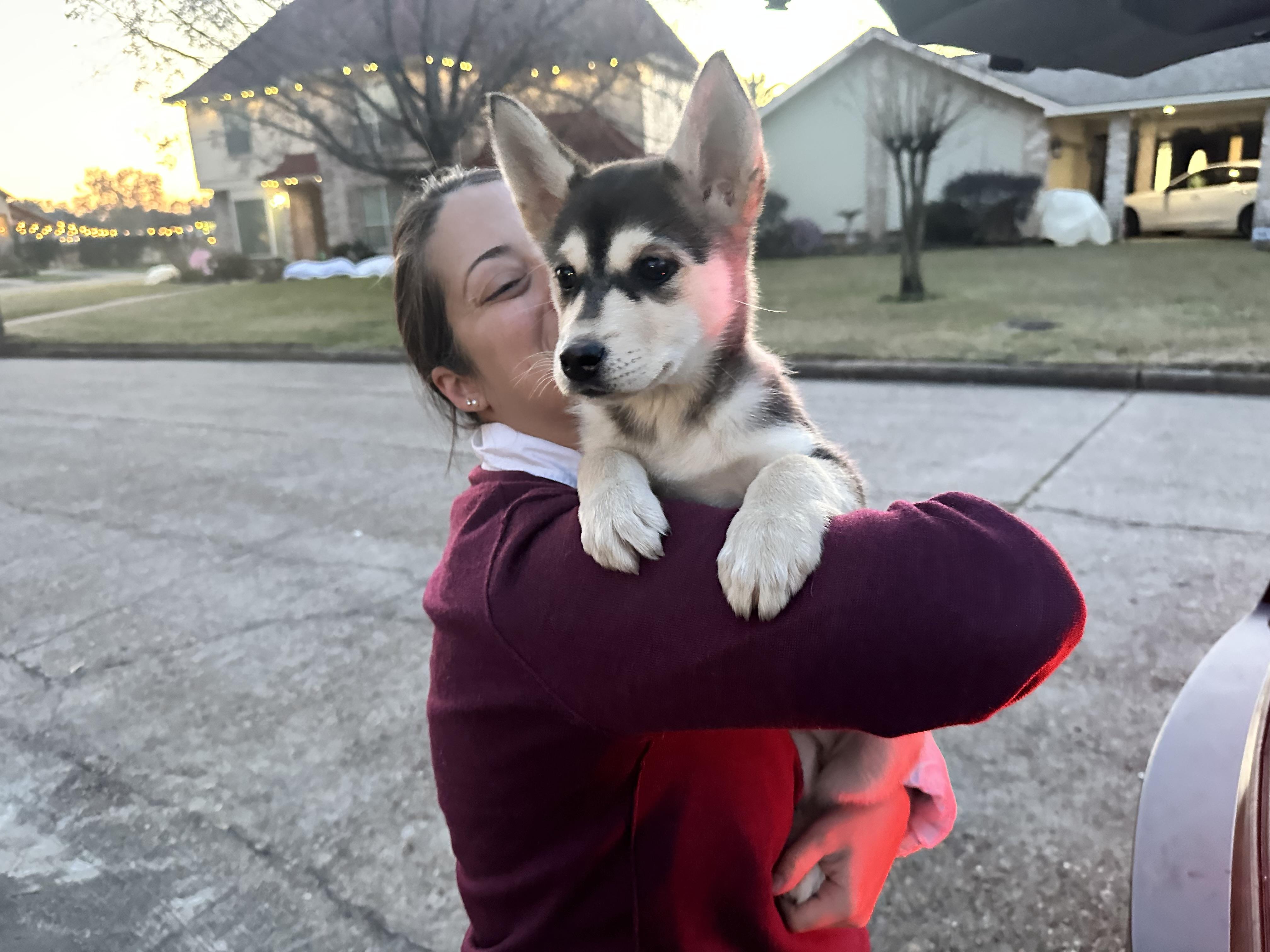 Enlarge Morgan, an adopted mixed breed in Grove city, OH image 5/5