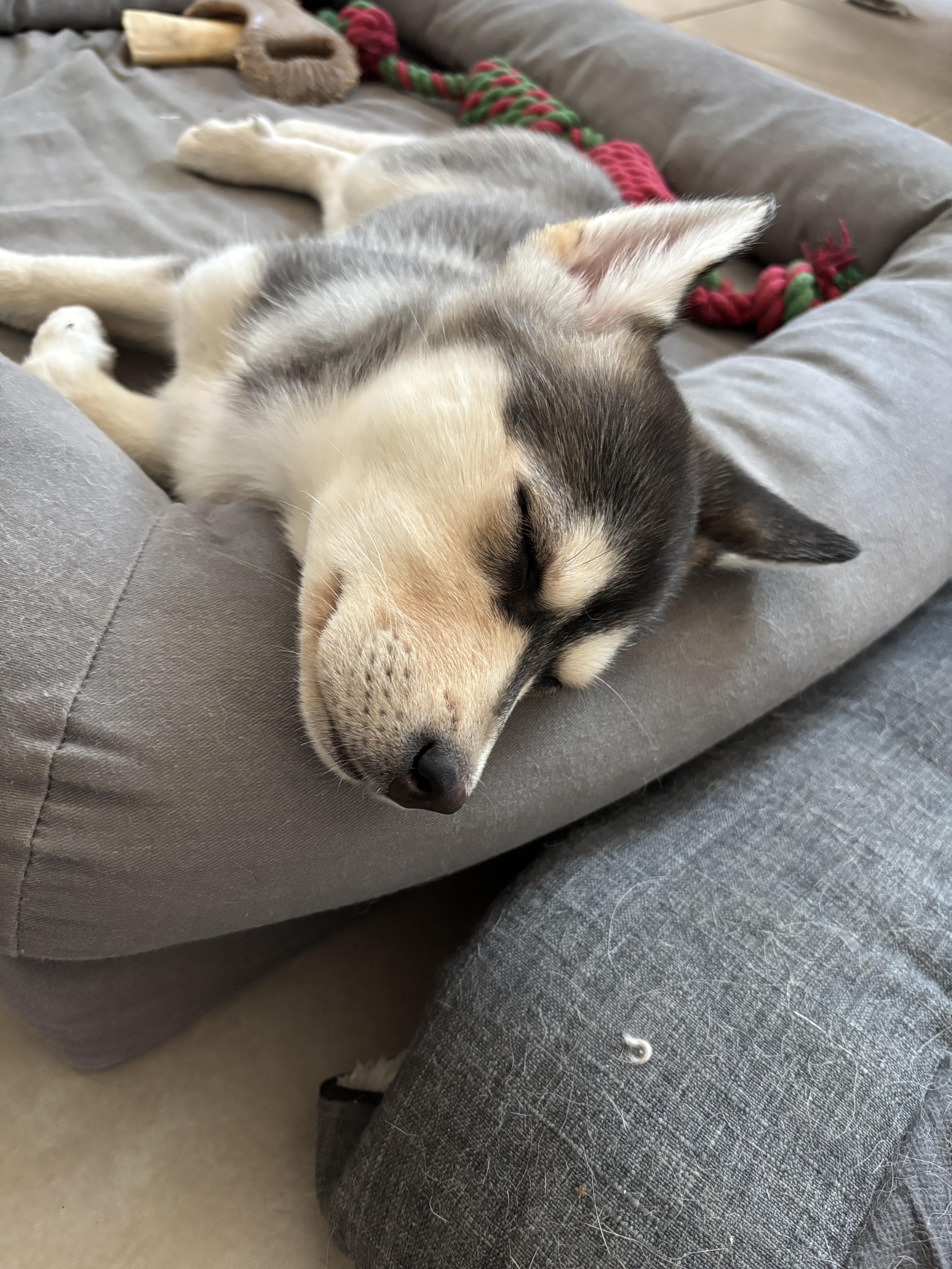 Enlarge Morgan, an adopted mixed breed in Grove city, OH image 4/5