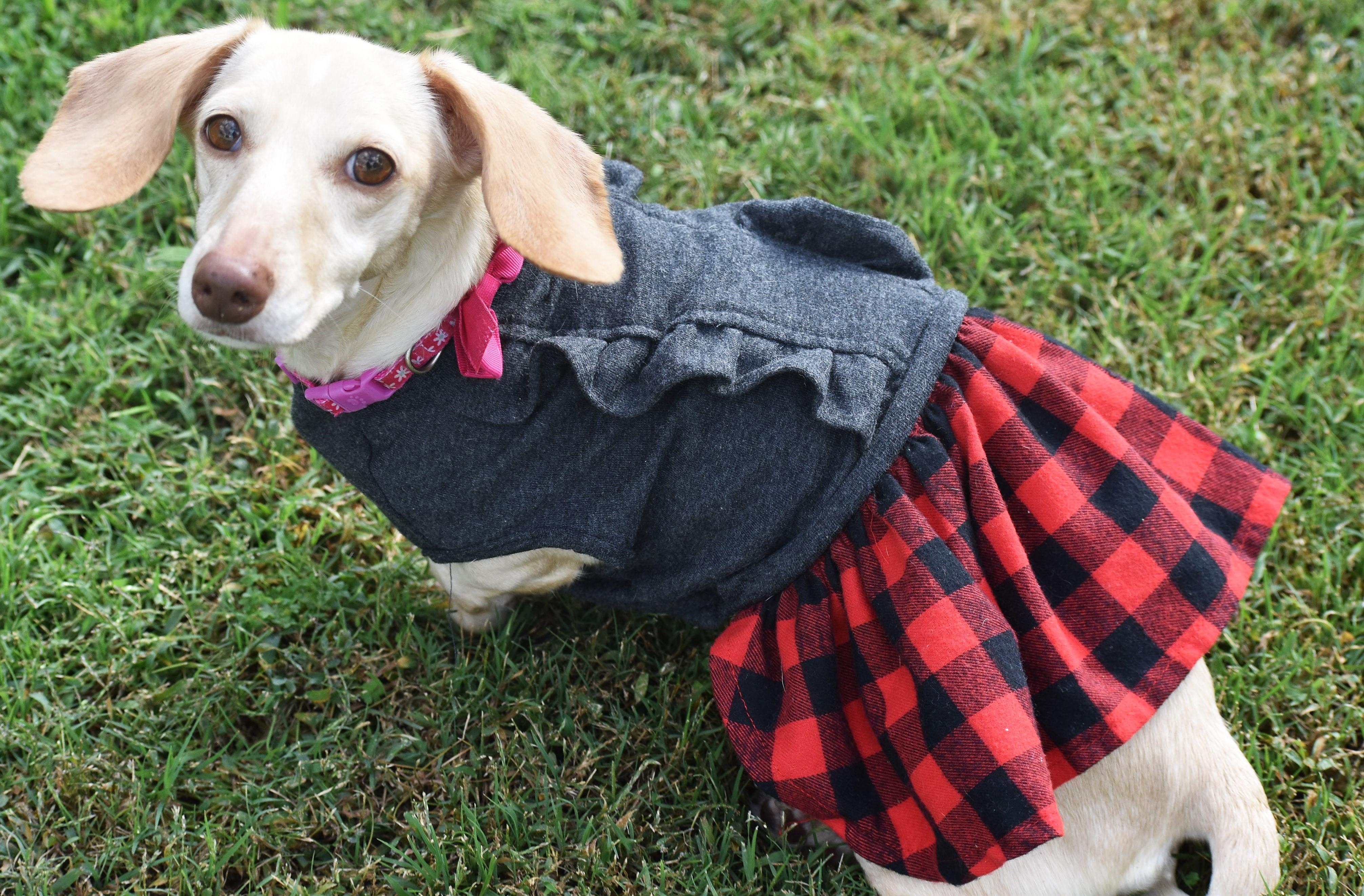 Luna in KY, a ADOPTABLE Dachshund in Benton, KY image 2/6