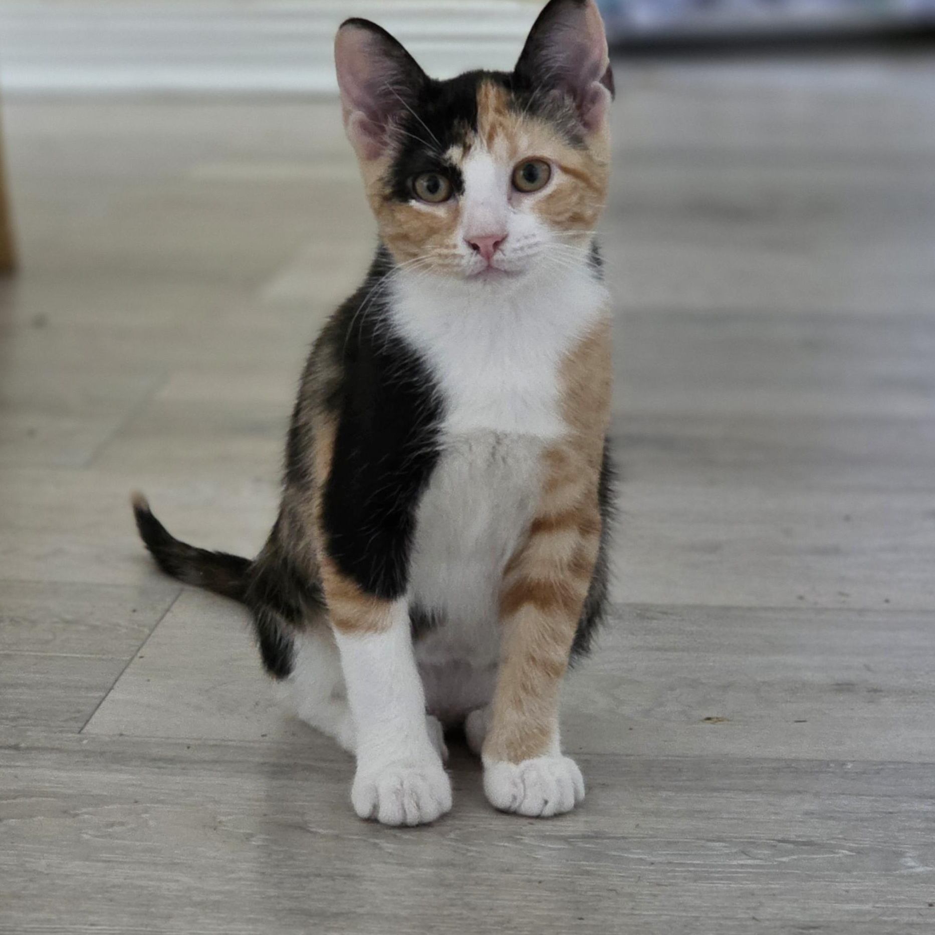 Willow, ADOPTABLE, Kitten Female American Shorthair.