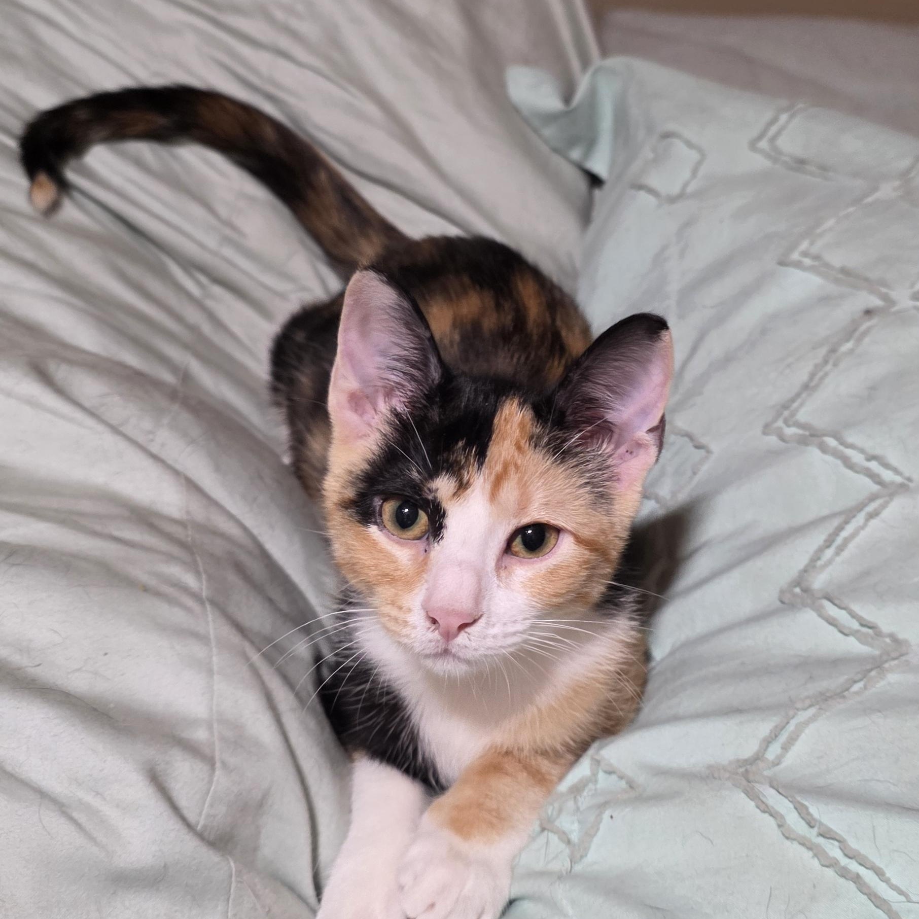 Enlarge Willow, a ADOPTABLE American Shorthair in Houston, TX image 2/2
