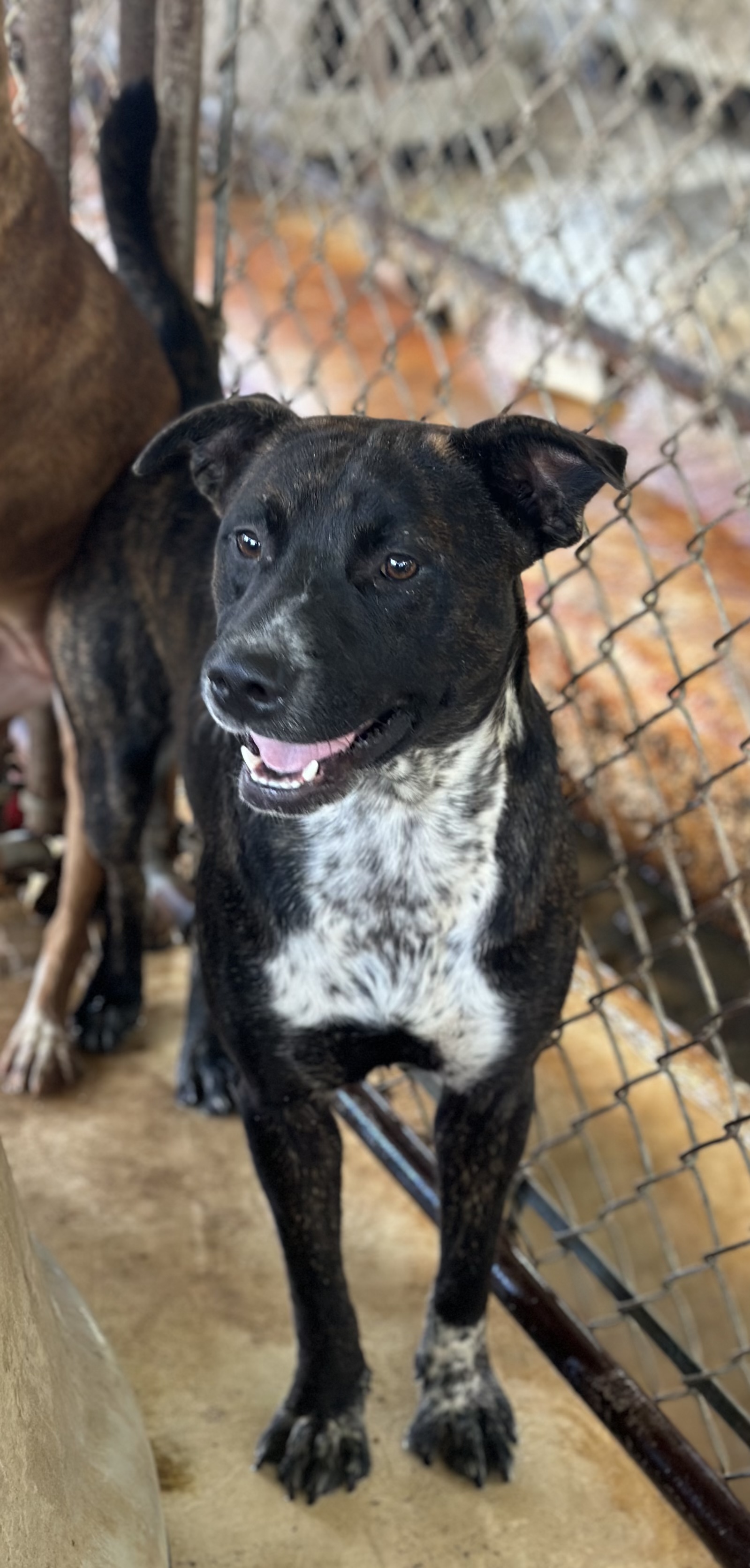 Enlarge John, a Adoptable Mixed Breed image 2/2