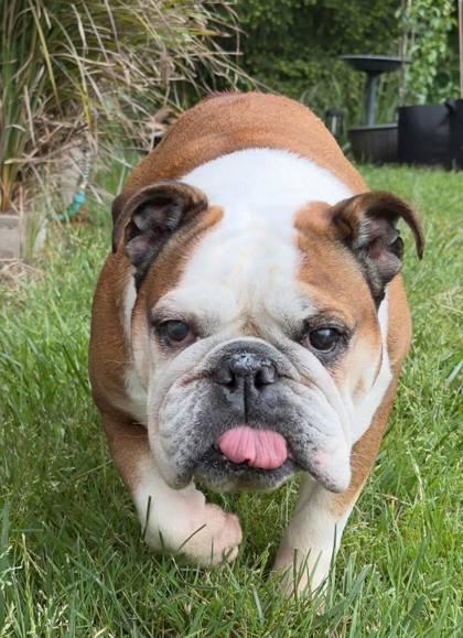 LILLY MAY, an adopted English Bulldog in Bonney Lake, WA image 2/3