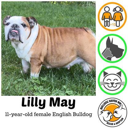 LILLY MAY, an adopted English Bulldog in Bonney Lake, WA image 1/3