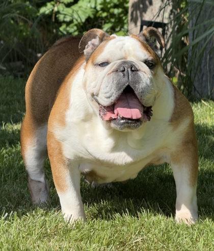 LILLY MAY, an adopted English Bulldog in Bonney Lake, WA image 3/3