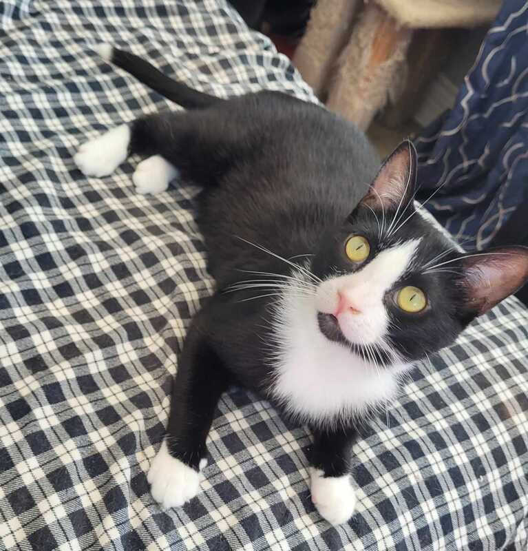 Enlarge Colton, a Adopted Domestic Short Hair in Mississauga, ON image 1/1