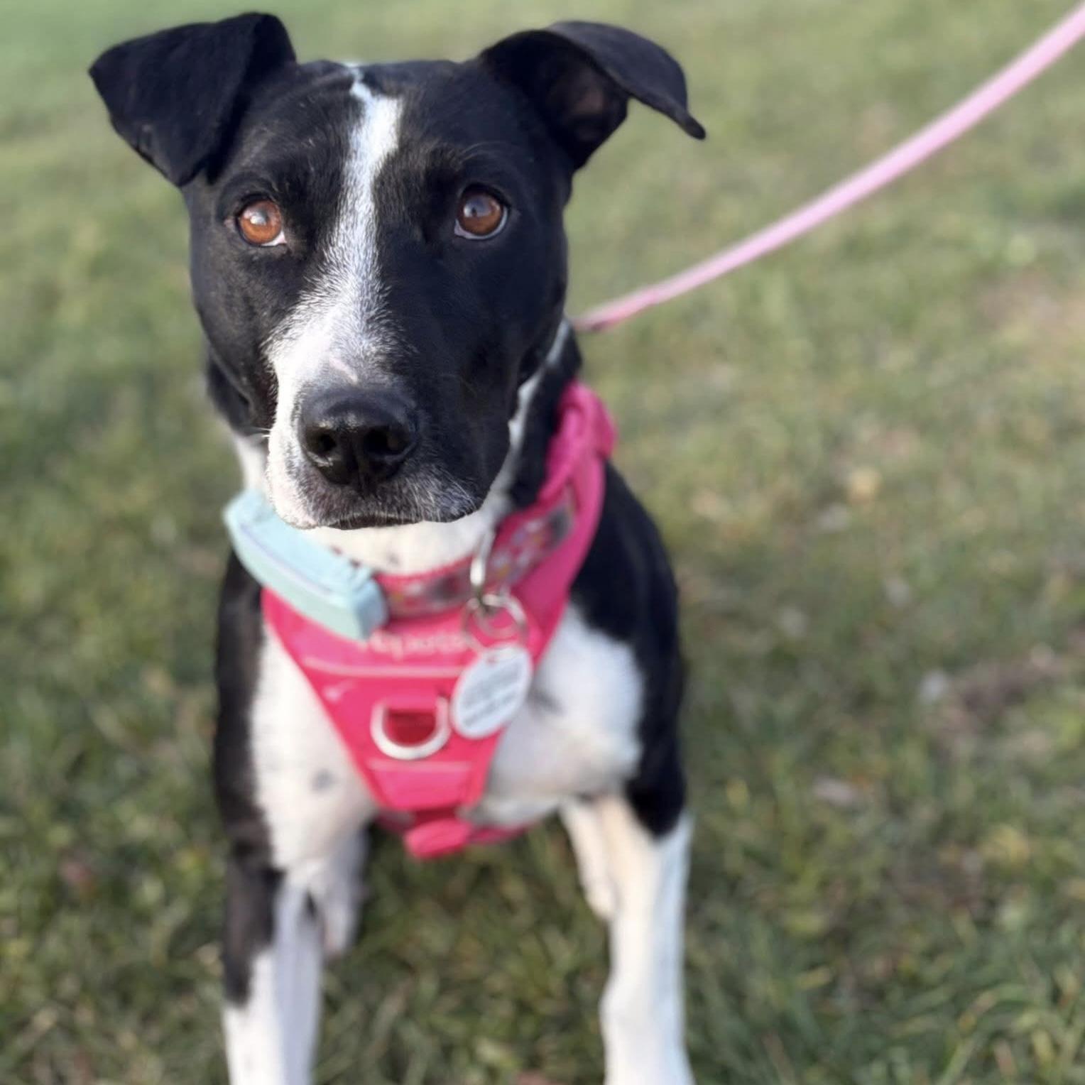 Dixi, Adoptable, Adult Female Mixed Breed.