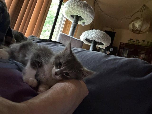 Enlarge Bolt, a Adopted Domestic Medium Hair in Kohler, WI image 1/3