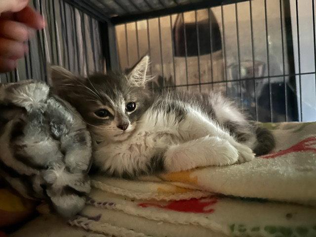 Enlarge Bolt, a Adopted Domestic Medium Hair in Kohler, WI image 2/3