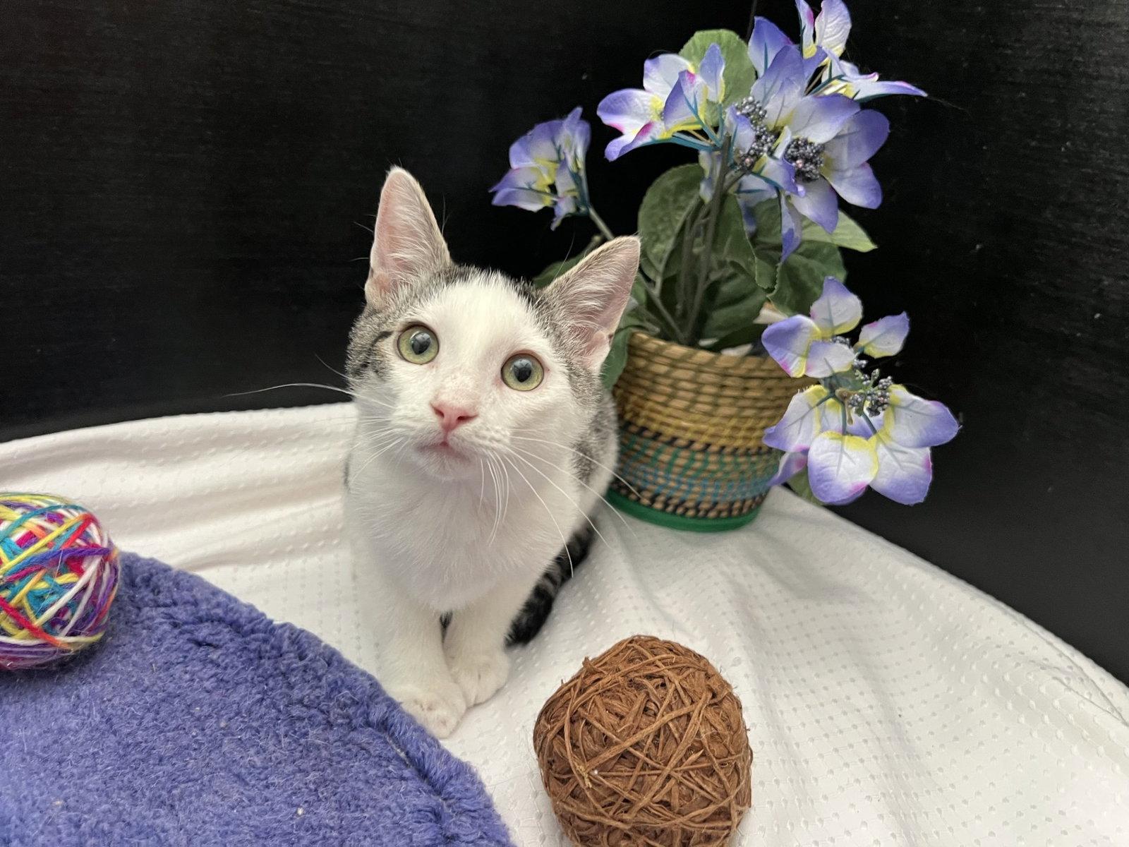 Nix, Adoptable, Kitten Male Tabby & Domestic Short Hair.