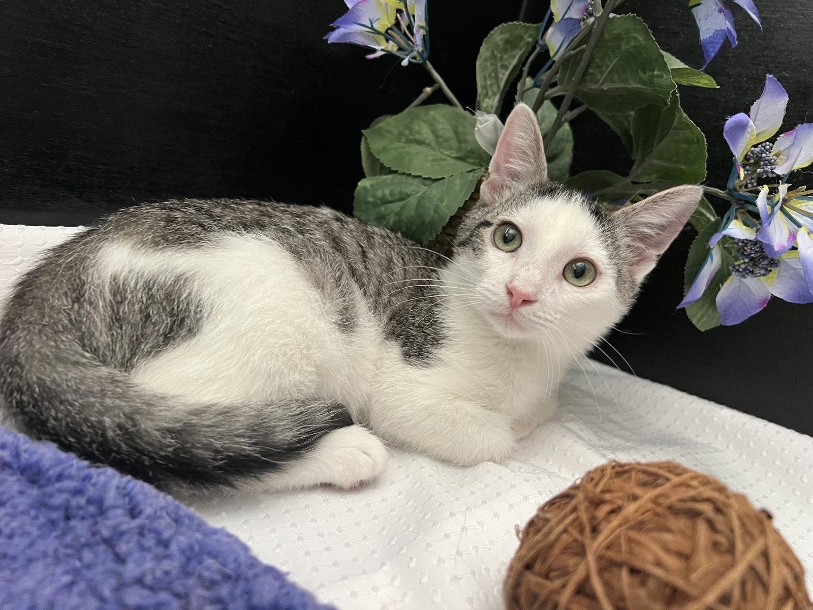 Enlarge Nix, a Adoptable mixed breed in Fayetteville, GA image 2/3