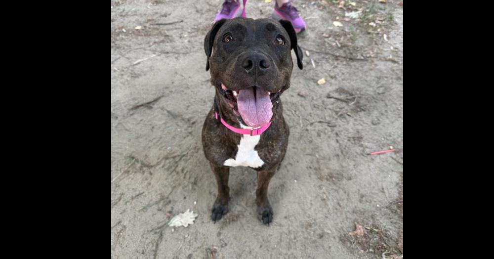 Rain, Adoptable, Young Female Mixed Breed.