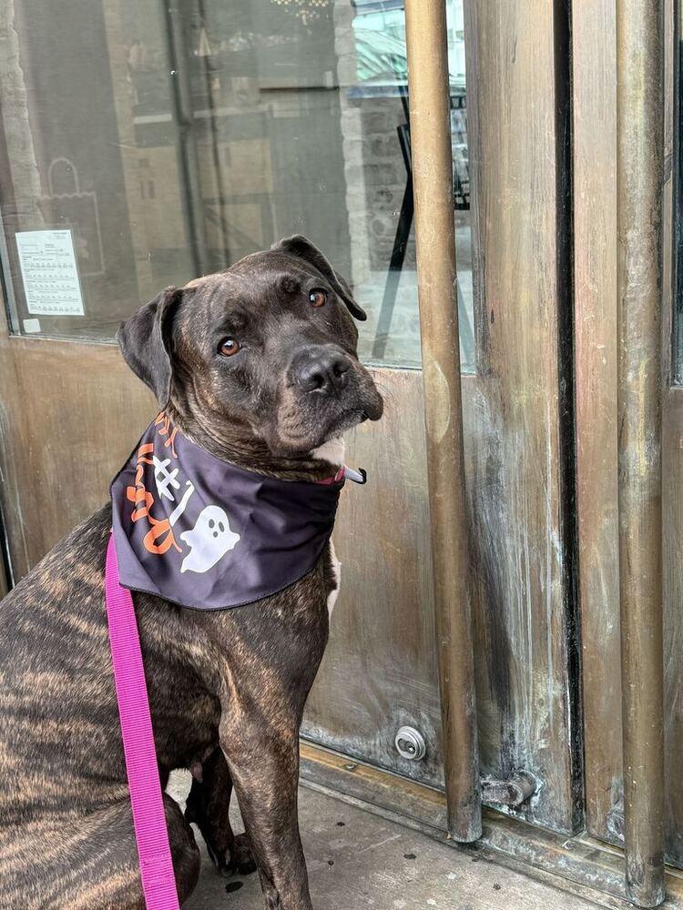 Enlarge Rain, a Adoptable mixed breed in New York, NY image 2/6