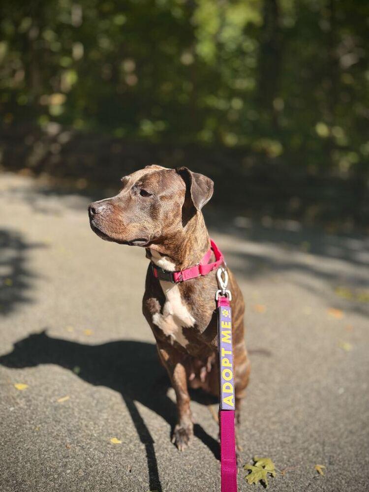Enlarge Rain, a Adoptable mixed breed in New York, NY image 3/6