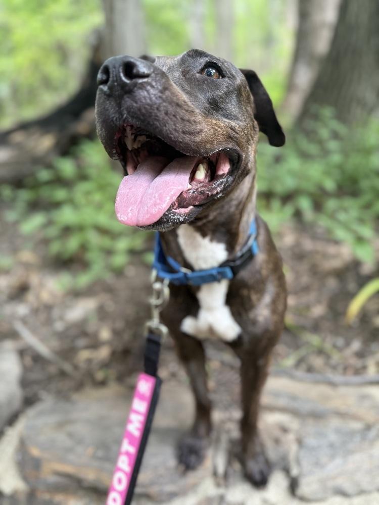 Enlarge Rain, a Adoptable mixed breed in New York, NY image 4/6