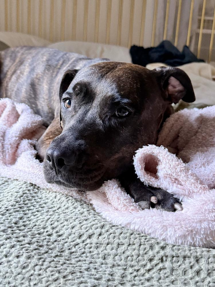 Enlarge Rain, a Adoptable mixed breed in New York, NY image 5/6