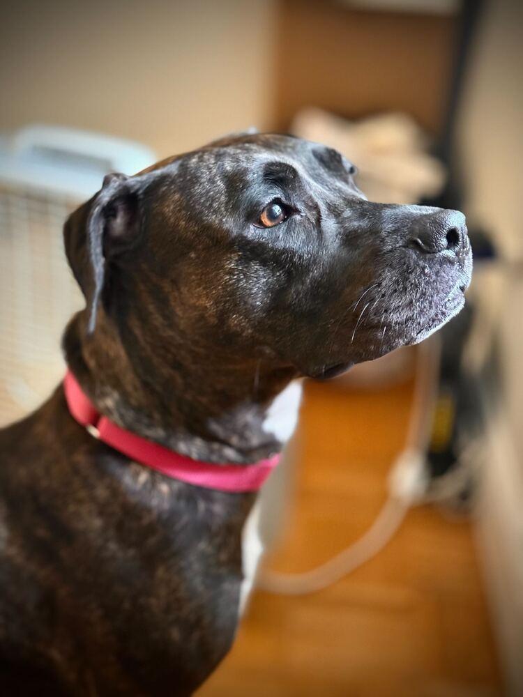 Enlarge Rain, a Adoptable mixed breed in New York, NY image 6/6